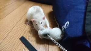ネズミのキーホルダーに噛みつくこすけ