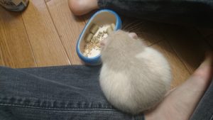 まんまるなこすけ